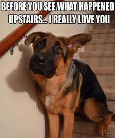 a german shepherd dog sitting on the stairs