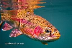 a large brown fish swimming in the water