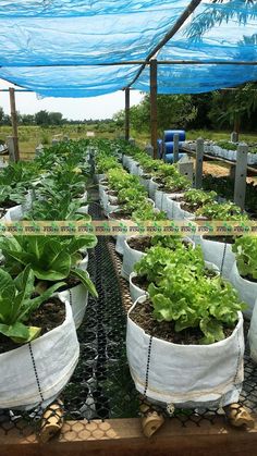 several large pots filled with green plants on top of a wooden table under a blue tarp