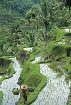 a person with a straw hat walking through a rice field