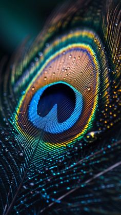 a close up photo of a peacock's feathers tail