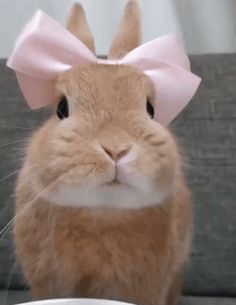 a close up of a rabbit wearing a pink bow on its head with a bowl in front of it