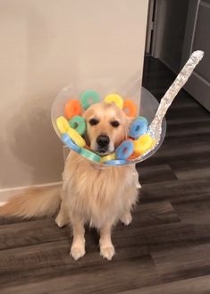 a dog wearing a plastic hat with doughnuts on it