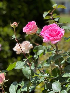 three pink roses are blooming in the garden