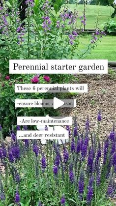 a garden with purple flowers and green plants in the background that read, perennial starter garden