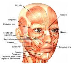 an image of the muscles and their major facials on a human head with labels