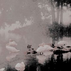 a flock of white swans floating on top of a lake next to trees and water