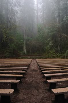 rows of benches sitting in the middle of a forest