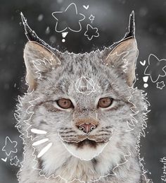 Lynx Therian Pfp, Lynx Therian, Therian Friends, Therian Pfp, Canada Lynx, Silly Cars, Black Labradoodle, Ipad Widgets, Eurasian Lynx