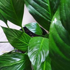 a green plant with lots of leaves on it's sides and some dirt in the middle