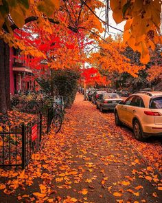 cars parked on the side of a leaf covered street