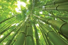 looking up at tall bamboo trees in the forest