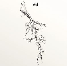 an ink drawing of a branch with flowers