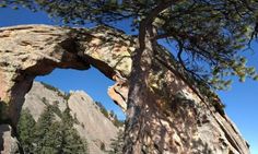 a tree growing out of the side of a large rock formation with a blue sky in the background