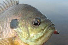 a close up of a fish on a body of water