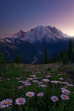 the sun is setting over a mountain range with wildflowers in front of it