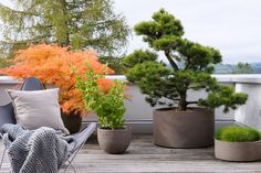 there are many potted plants on the deck outside in front of the tree and chair