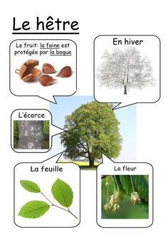 the parts of a tree in french with pictures and words to describe it, including leaves,