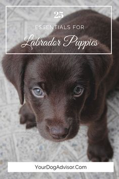 a puppy looking up with the words essentials for labrador puppies