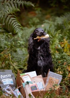 a black dog is sitting in the grass eating something out of its mouth and holding a bone in it's mouth