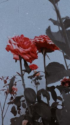 two red roses are in the middle of some black leaves and flowers on a cloudy day