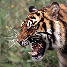 a close up of a tiger with its mouth open