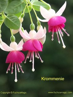 pink and white flowers with green leaves in the backgrounnd, kormenie