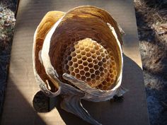 a beehive that is sitting on a piece of wood