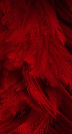 red feathers are shown in this close up photo, and it looks like they have been dyed