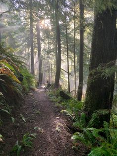 a trail in the woods with lots of trees and ferns on both sides, surrounded by fog