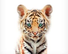 a small tiger cub with green eyes sitting on the ground in front of a white background