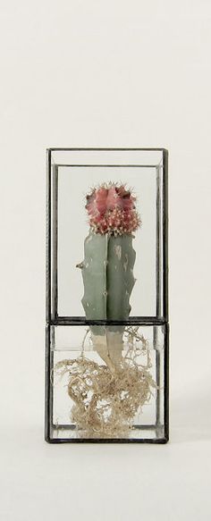 a small cactus in a glass vase with water and roots on the bottom, against a white background