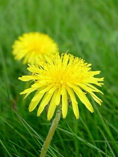 two yellow dandelions sitting in the grass