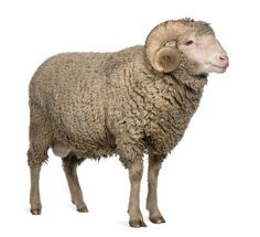 a sheep standing in front of a white background