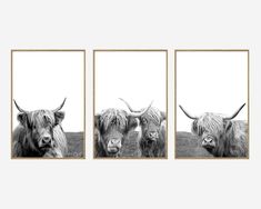 three black and white photographs of long haired cows