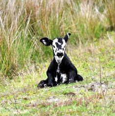 a black and white cow sitting in the grass