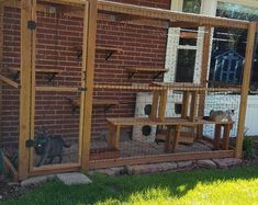 a cat enclosure with several cats in it and one on the other side, next to a brick building