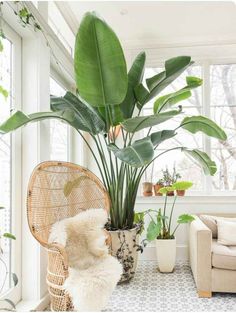 a living room filled with lots of plants and furniture