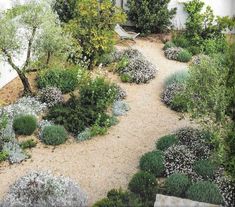 a garden with lots of plants and trees