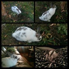 four different pictures of a rabbit laying on top of a zebra print blanket in the grass