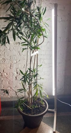 a potted plant sitting on top of a wooden table