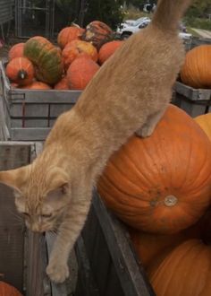 an orange cat standing on top of a wooden crate filled with pumpkins