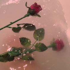 a single red rose floating in water on top of a white bowl with bubbles around it