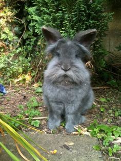 a small gray rabbit sitting on top of a cement ground next to green plants and bushes