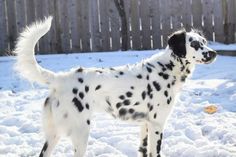 a dalmatian dog standing in the snow