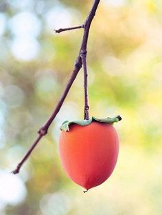 a fruit hanging from a tree branch on a sunny day