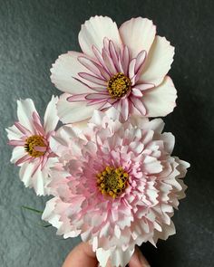 three pink and white flowers in someone's hand on a gray surface with black background