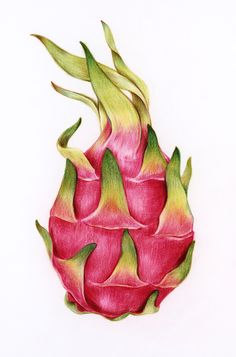 Dragon Fruit Illustration, Dragon Fruit Drawing, Dragon Fruit Vector, Drawn Dragon, Colored Pencil Artwork Ideas, Fruit Art Drawings, Color Pencil Sketch