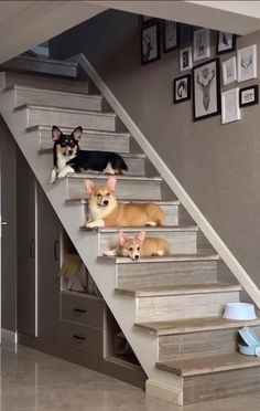 three dogs are sitting on the stairs next to each other