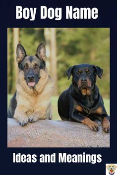 two black and brown dogs sitting next to each other on a rock with the caption boy dog name ideas and meaningss